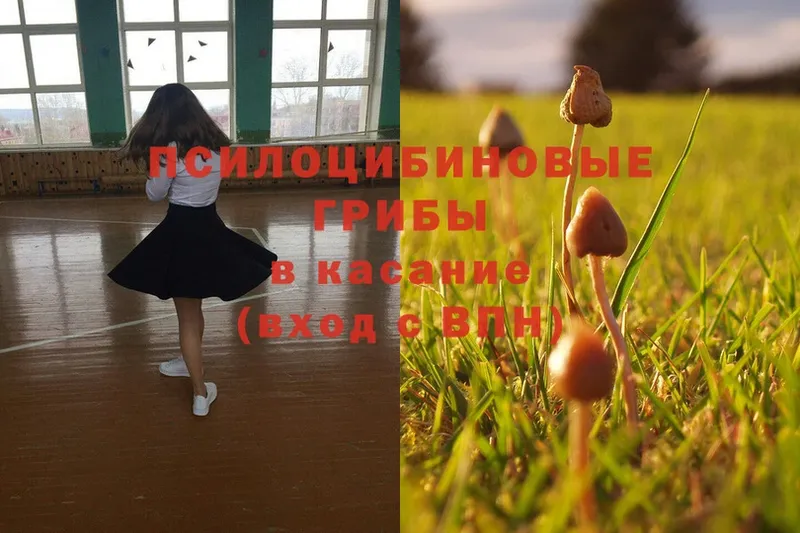 закладки  Апшеронск  Галлюциногенные грибы Psilocybe 